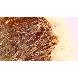 Microscoop Screenshot
