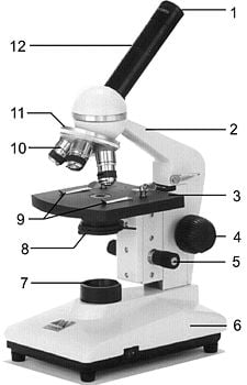 Componentes essenciais do microscópio